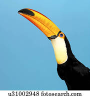 Toco Toucan