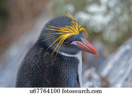 Macaroni Penguin (Eudyptes chrysolophus) close-up, Falkland Islands