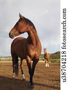 cavalos, ligado, campo