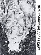 Monochrome aerial view of bare winter trees in a deep gully with steep cliffs either side in the snow, Shiretoko National Park, Hokkaido, Japan
