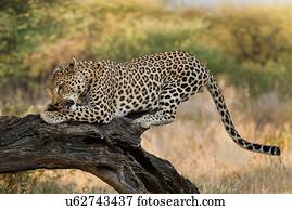 Single leopard perched on branch, eating, close up view, Okonjima, Namibia, South West Africa: