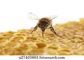 abelha mel, ligado, favo mel