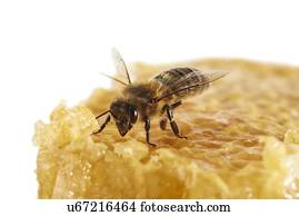 abelha mel, ligado, favo mel