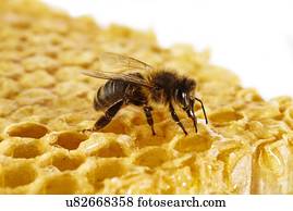 abelha mel, ligado, favo mel