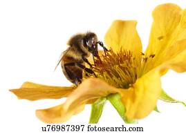 abelha mel, ligado, um, flor