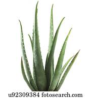 Aloe vera pflanze schneiden