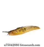 Yellow slug