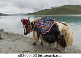 Yak Stock Photo Images. 2,691 yak royalty free images and photography