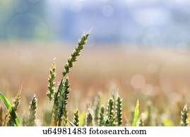 weizen- feld weizen- feld