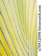 Close-up of palm leaf