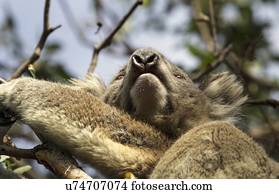 ângulo baixo, de, koala, ligado, árvore