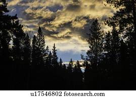 Tree tops and clouds