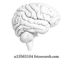 人間の頭脳 イラスト イラスト U Fotosearch