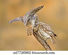 a, pequeno, coruja, (Athene, noctua)