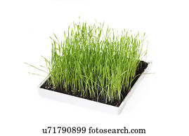 capim, crescendo, em, um, caixa