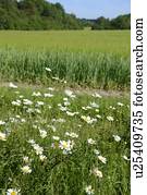 wildflowers, y, campo de trigo