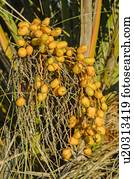 árvore palma, datas