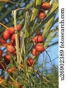 árvore palma, datas