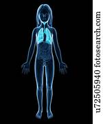 pulmões, de, menina, ilustração