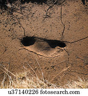 Footprint in cracked soil