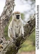 Grivet, macaco, (Chlorocebus, aethiops)
