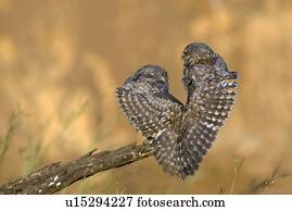 pequeno, coruja, (athene, noctua), par