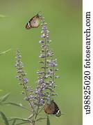 planície, borboleta tigre