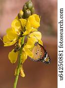 planície, borboleta tigre