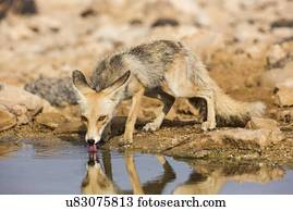 raposa vermelha, (Vulpes, vulpes).