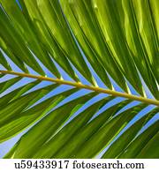 Sunlight in palm leaf