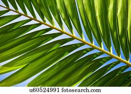 Sunlight in palm leaf