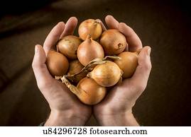 Person holding brown onions