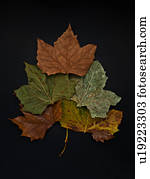 Autumn leaves on black background