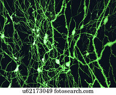 Nerve cells, illustration