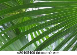 Close up of palm leaf