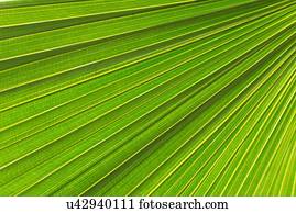 Extreme close up of palm leaf