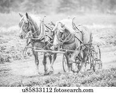 Belgian Draft Horses Winter Wi Stock Photo Images. 438 Belgian Draft 