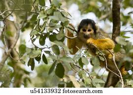 macaco esquilo, (Saimiri)