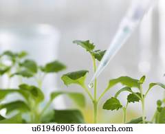 Plant Biotechnology