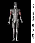 腕 筋肉 イラスト イラスト U Fotosearch