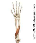 arme músculo, ilustração