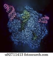 CRISPR-CAS9, gene, editando, complexo