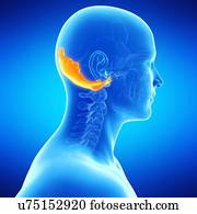 Occipital Illustrations | Our Top 421 Occipital Stock Art | Fotosearch