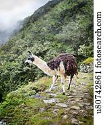 lhama, ligado, um, peruano, lado montanha