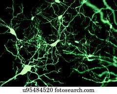 Nerve cells, illustration