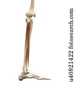 perna, músculo, ilustração