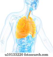 pulmões, ilustração