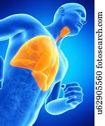 pulmões, ilustração