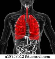 pulmões, ilustração