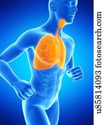 pulmões, ilustração